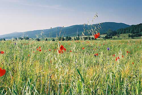 srebrna góra, podfortami, galeria, natura