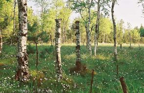 srebrna góra, podfortami, galeria, natura