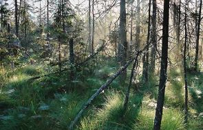 srebrna góra, podfortami, galeria, natura