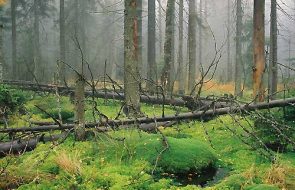 srebrna góra, podfortami, galeria, natura